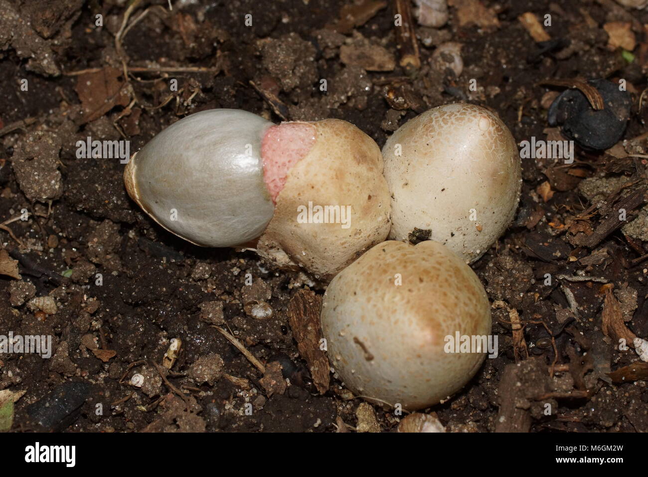 Dog stinkhorn (Mutinus caninus) is a saprobiotic species of basidiomycetes (Basidiomycota) of the family of Vesicular (Phallaceae). Stock Photo