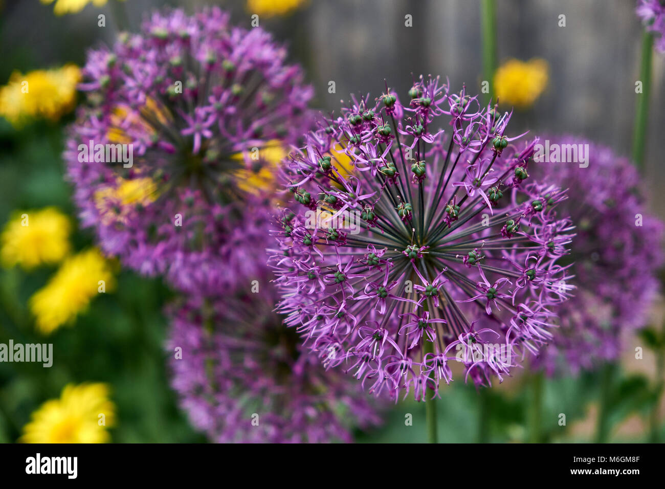 Macro photograph of purple allium flowers with star-shaped blossoms and green stems Stock Photo