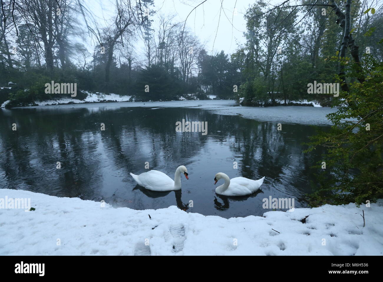 Dublin, Ireland. 4th Mar, 2018. Swans in a pond in Marlay Park in Dublin covered in snow and fog. Image from Dublin, Ireland during the aftermath of Storm Emma. Credit: Brendan Donnelly/Alamy Live News Stock Photo