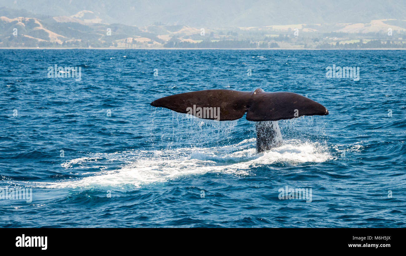 Sperm Whale Tail, (Physeter macrocephalus), Kaikoura, South Island, New Zealand Stock Photo