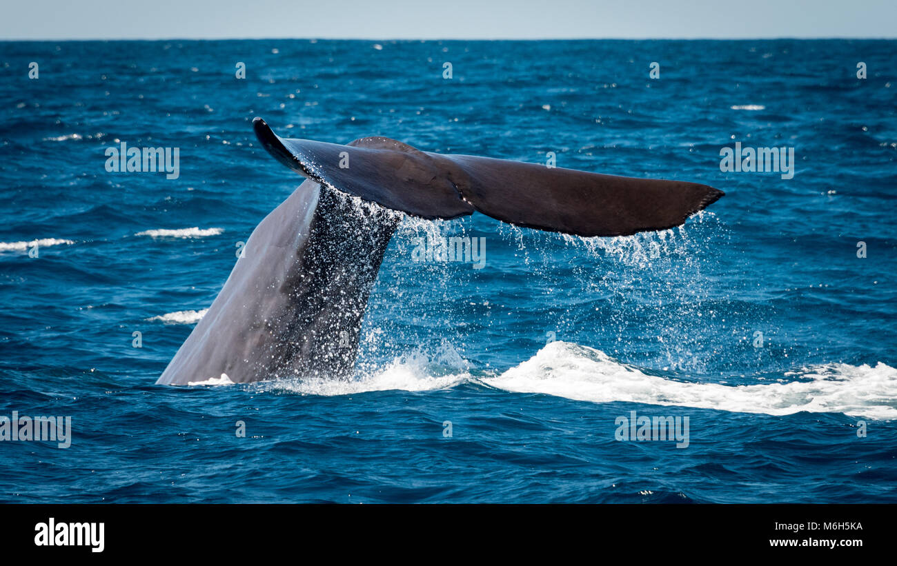 Sperm Whale Tail, (Physeter macrocephalus), Kaikoura, South Island, New Zealand Stock Photo