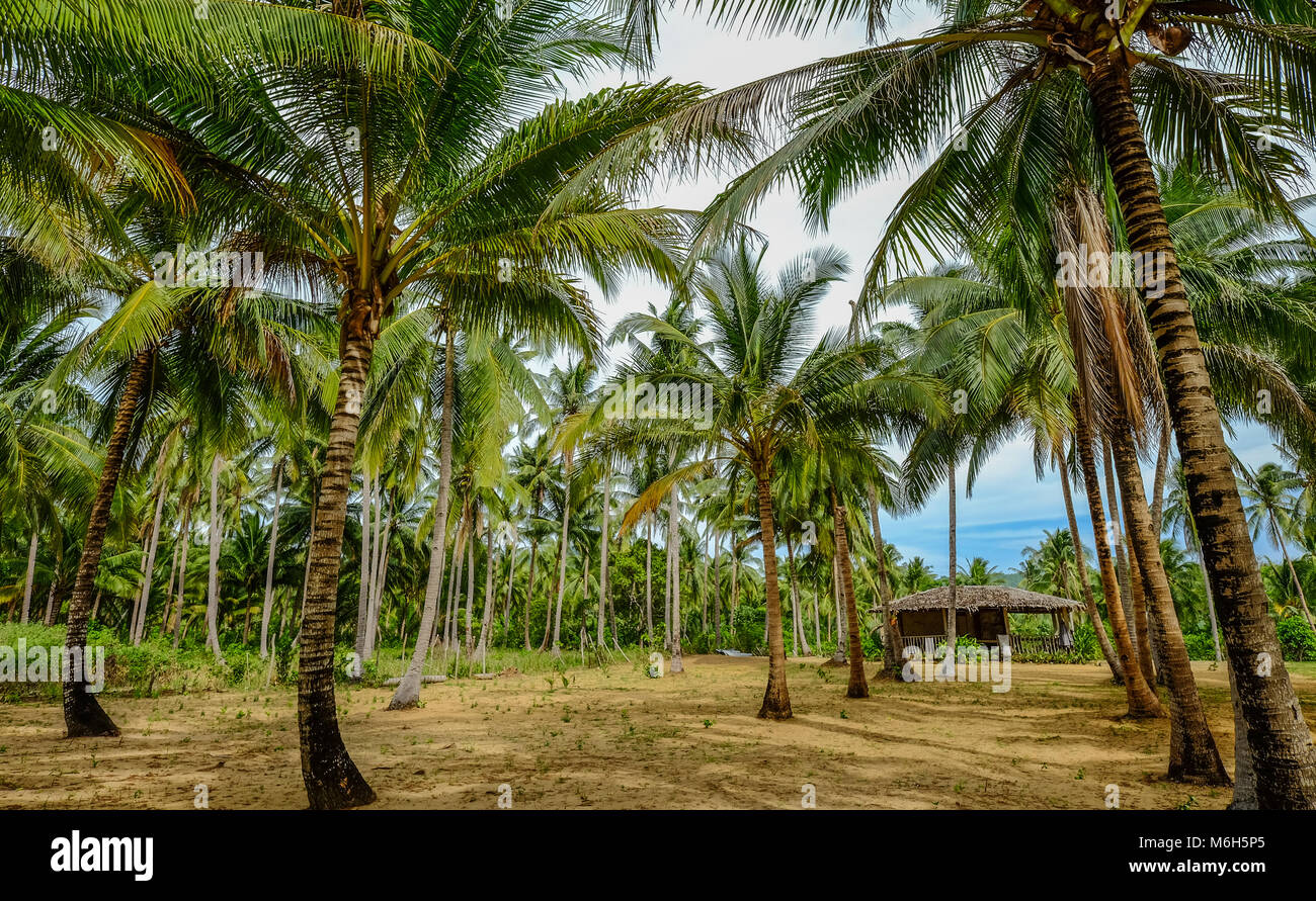 Coconut plantation philippines hires stock photography and images Alamy
