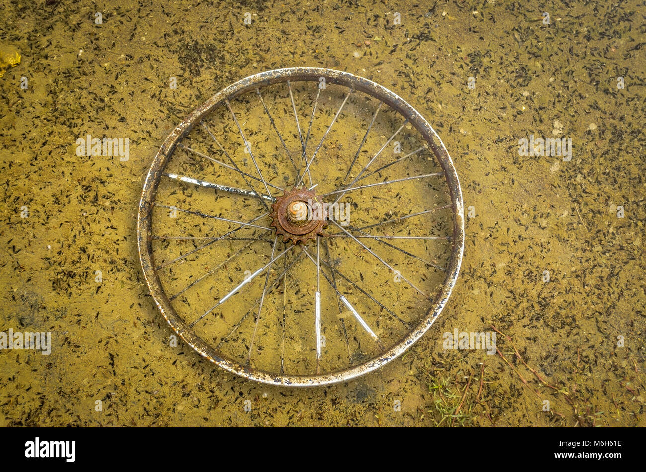 Underwater Rusted Bicycle Rims Old, rusty bicycle wheel in dirty water. Water pollution Stock Photo ...