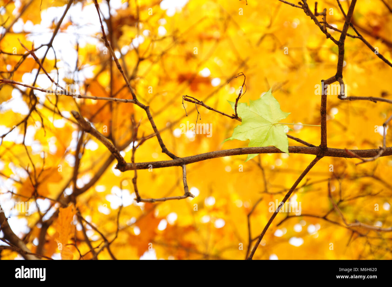 beautiful maple leaves in the fall Stock Photo