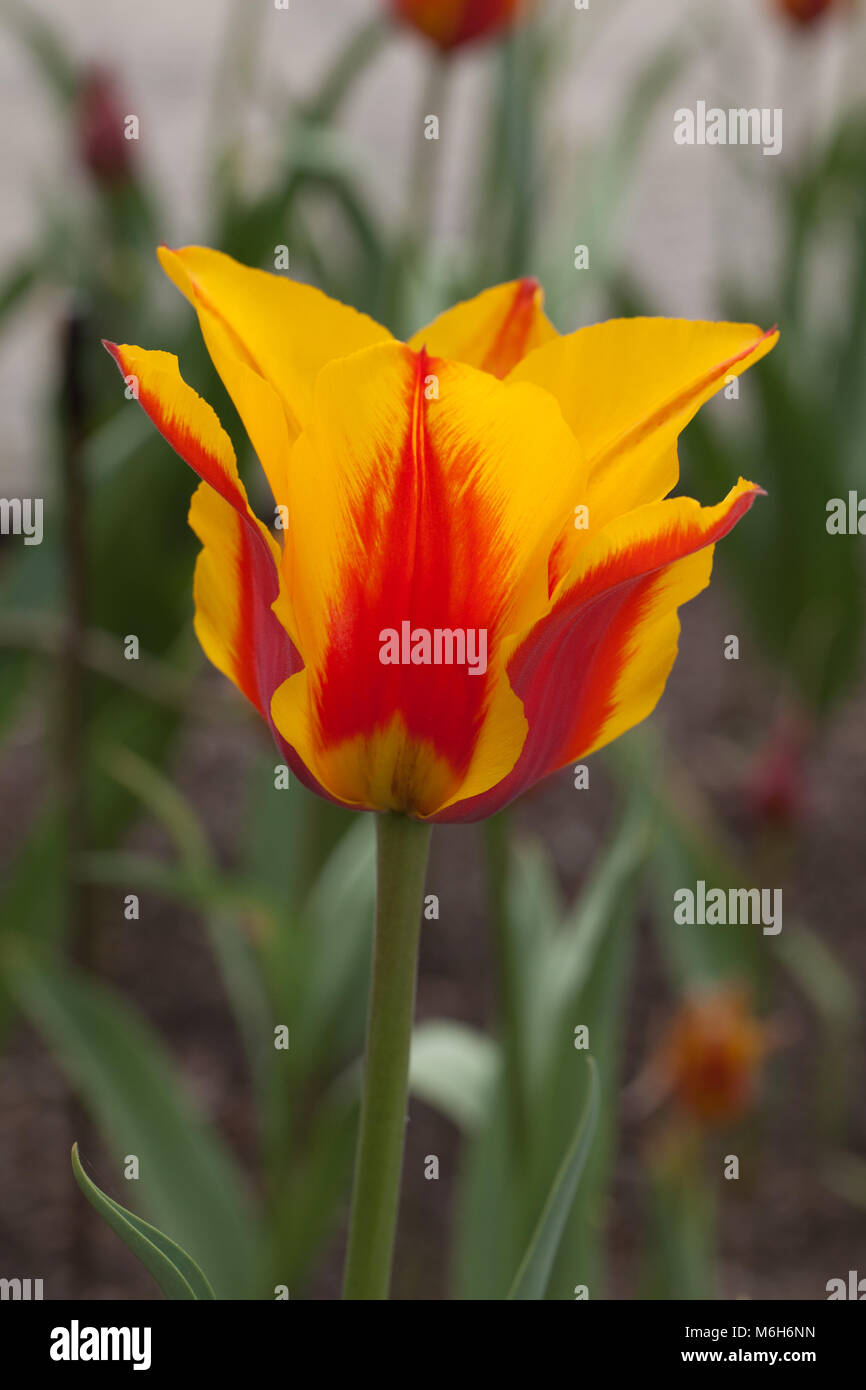 'Lovely Surprise' Greigii Tulip, Strimtulpan (Tulipa greigii) Stock Photo