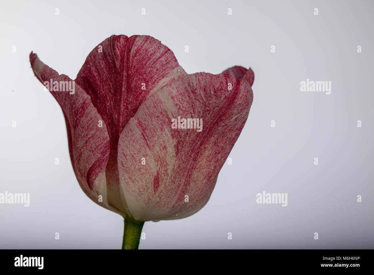 'Hemisphere' Triumph Tulip, Triumftulpan (Tulipa gesneriana) Stock Photo