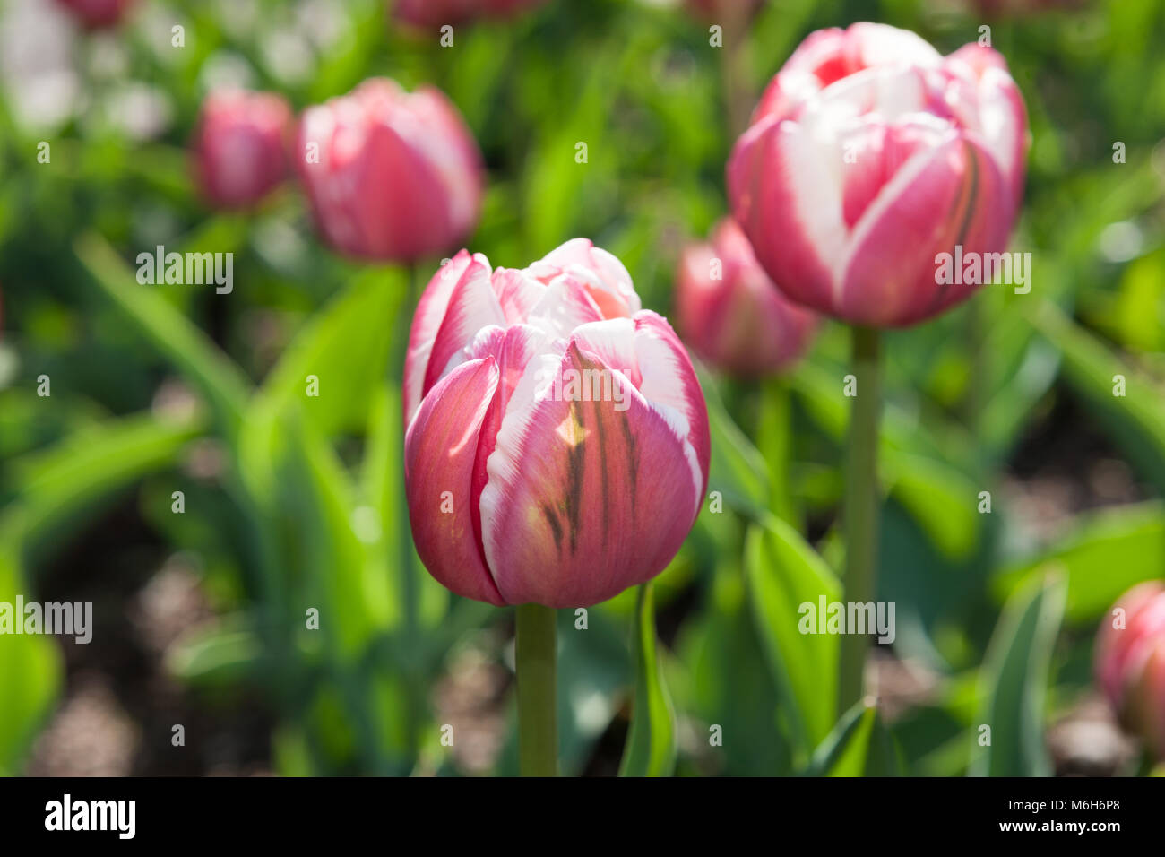 'Gerbrand Kieft' Double Late Tulip, Sen fylldblommig tulpan (Tulipa gesneriana) Stock Photo