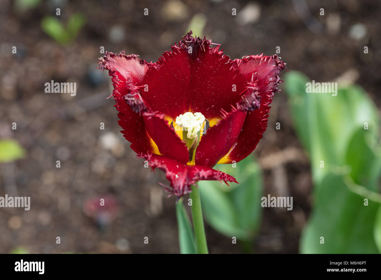 'Pacific Pearl' Fringed Tulip, Franstulpan (Tulipa gesneriana) Stock Photo
