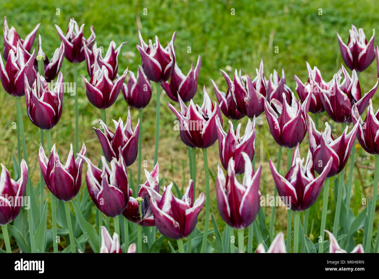 'Rajka' Triumph Tulip, Triumftulpan (Tulipa gesneriana) Stock Photo