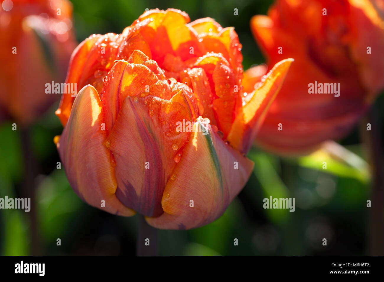 'Orange Princess' Double Late Tulip, Sen fylldblommig tulpan (Tulipa gesneriana) Stock Photo