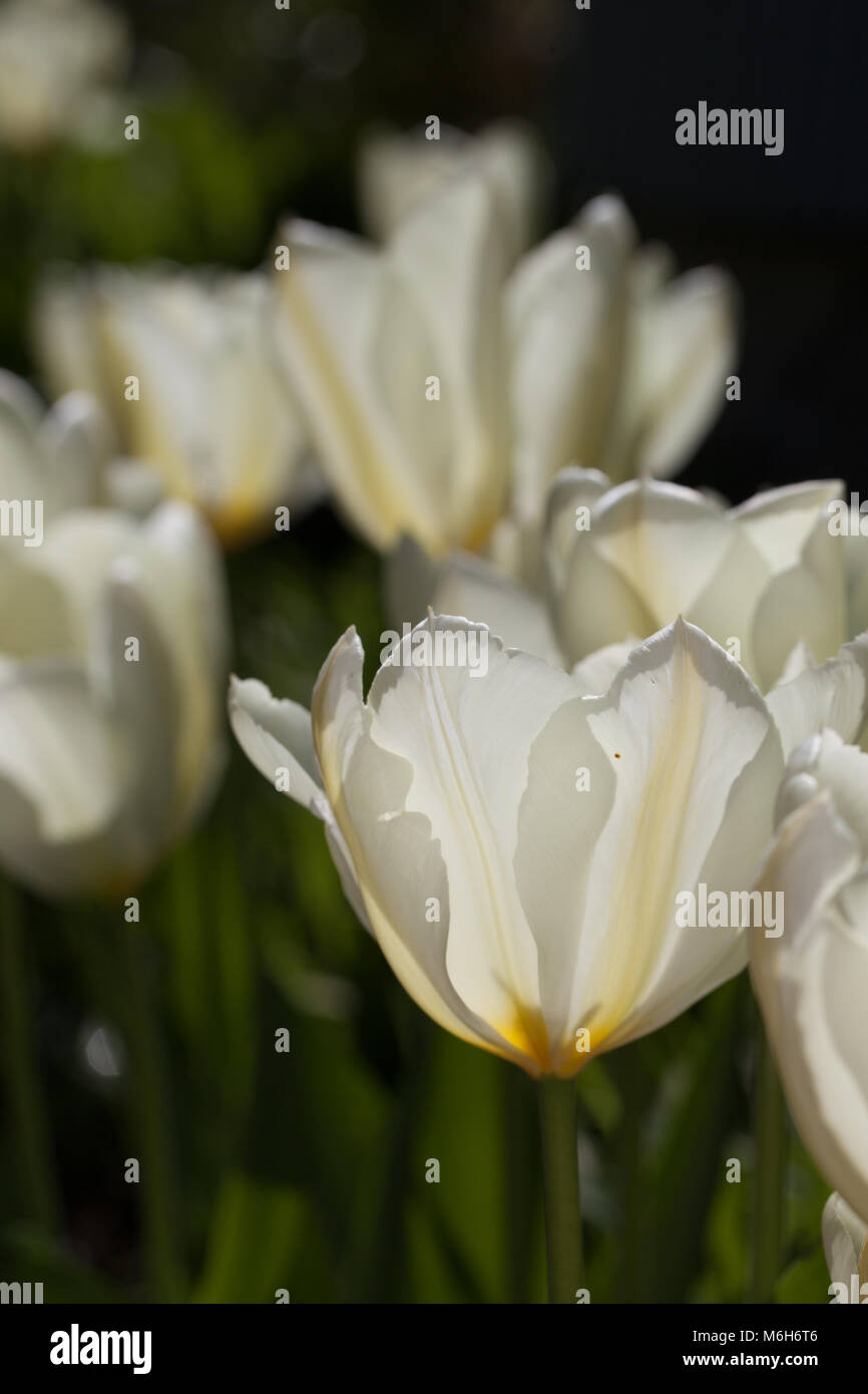 'Purissima, White Emperor' Fosteriana Tulip, Kejsartulpan (Tulipa fosteriana-hybrid ) Stock Photo