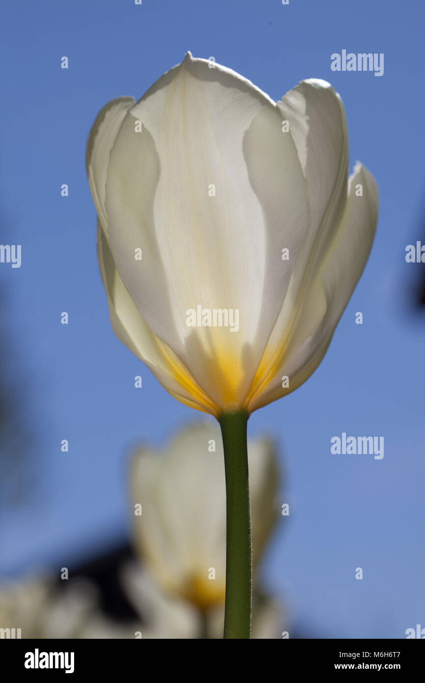 'Purissima, White Emperor' Fosteriana Tulip, Kejsartulpan (Tulipa fosteriana-hybrid ) Stock Photo