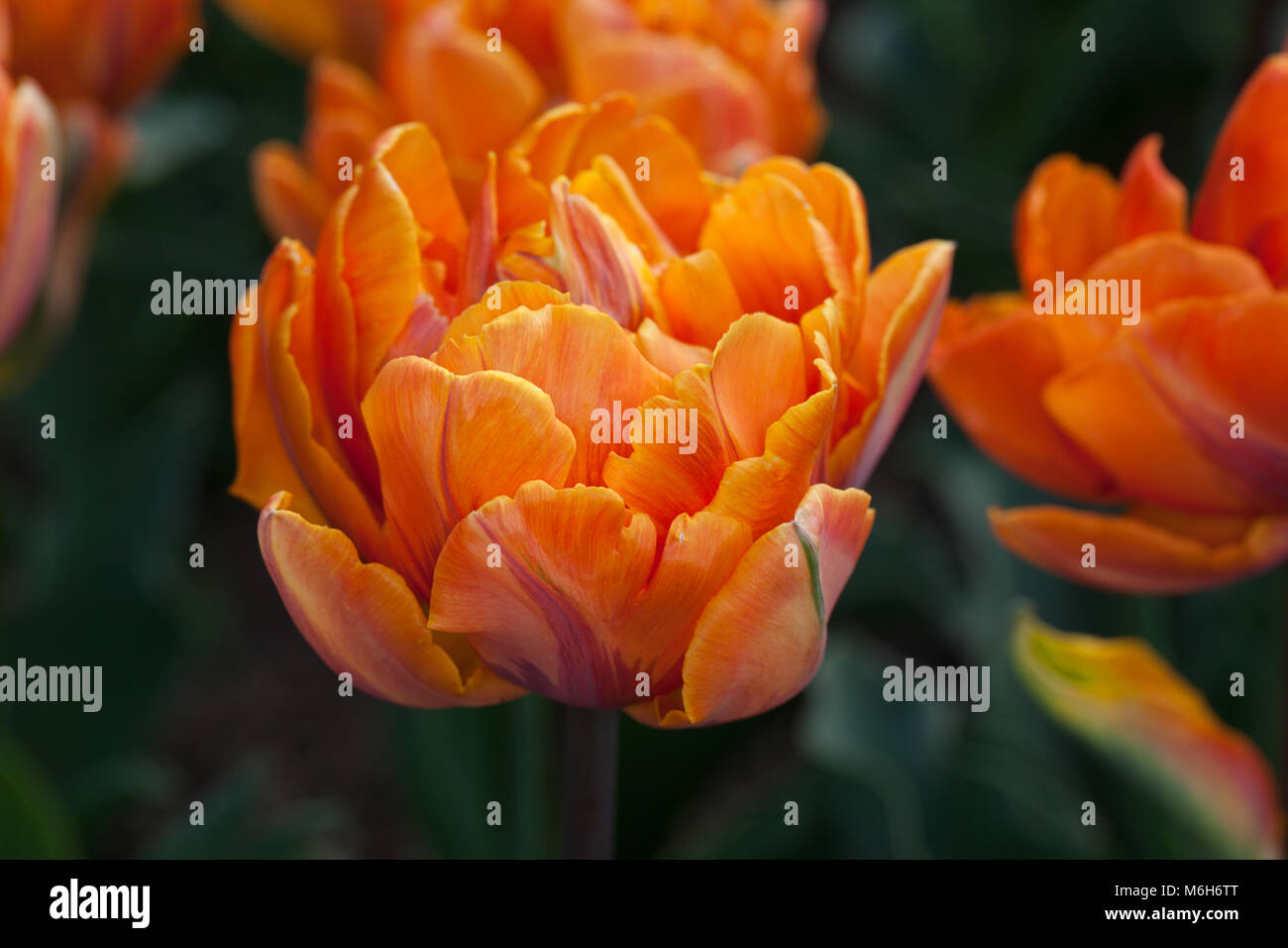 'Orange Princess' Double Late Tulip, Sen fylldblommig tulpan (Tulipa gesneriana) Stock Photo