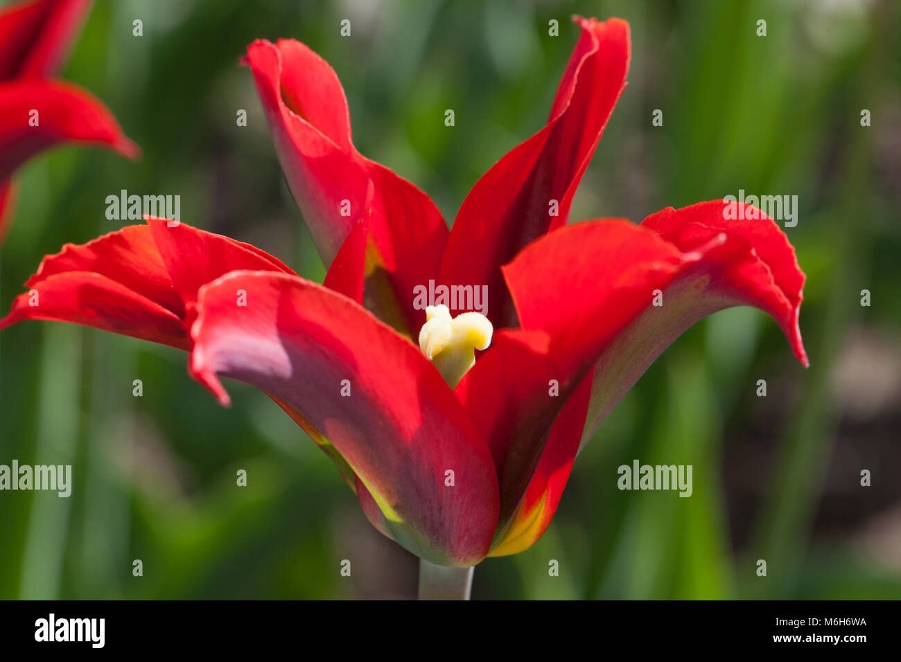 'Red Springgreen' Viridiflora Tulip, Viridifloratulpan (Tulipa gesneriana) Stock Photo