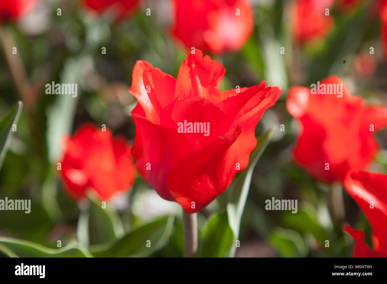 'Red Riding Hood' Greigii Tulip, Strimtulpan (Tulipa greigii) Stock Photo