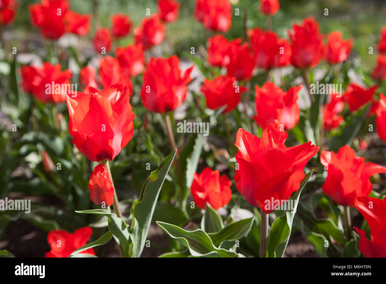 'Red Riding Hood' Greigii Tulip, Strimtulpan (Tulipa greigii) Stock Photo