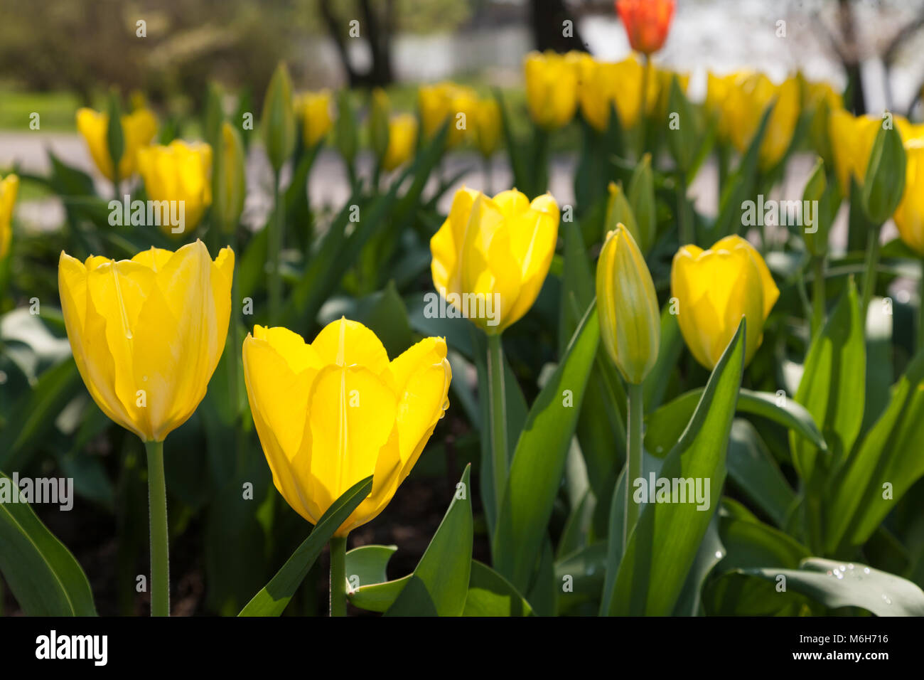 'Golden Emperor' Fosteriana Tulip, Kejsartulpan (Tulipa fosteriana-hybrid ) Stock Photo