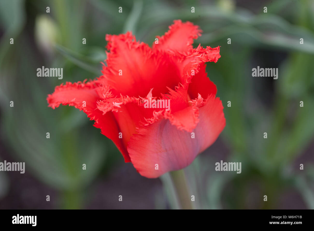 'Red Riding Hood Crispa' Greigii Tulip, Strimtulpan (Tulipa greigii) Stock Photo
