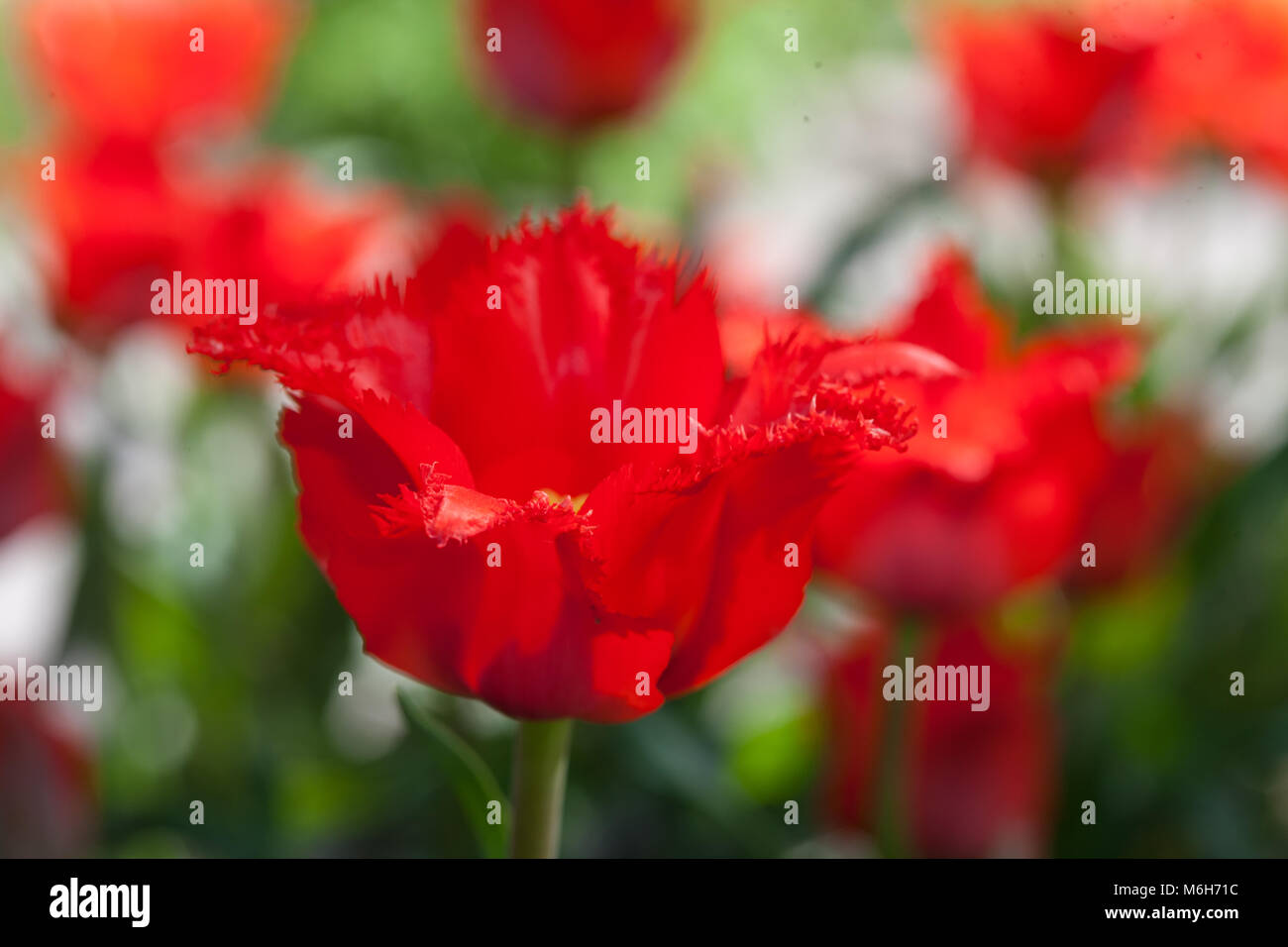 'Red Riding Hood Crispa' Greigii Tulip, Strimtulpan (Tulipa greigii) Stock Photo