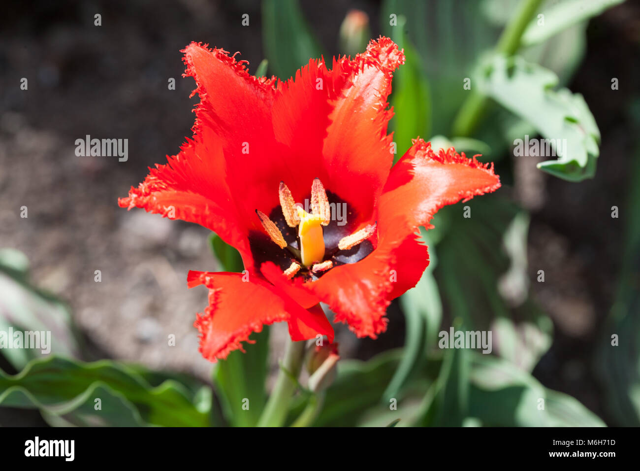 'Red Riding Hood Crispa' Greigii Tulip, Strimtulpan (Tulipa greigii) Stock Photo