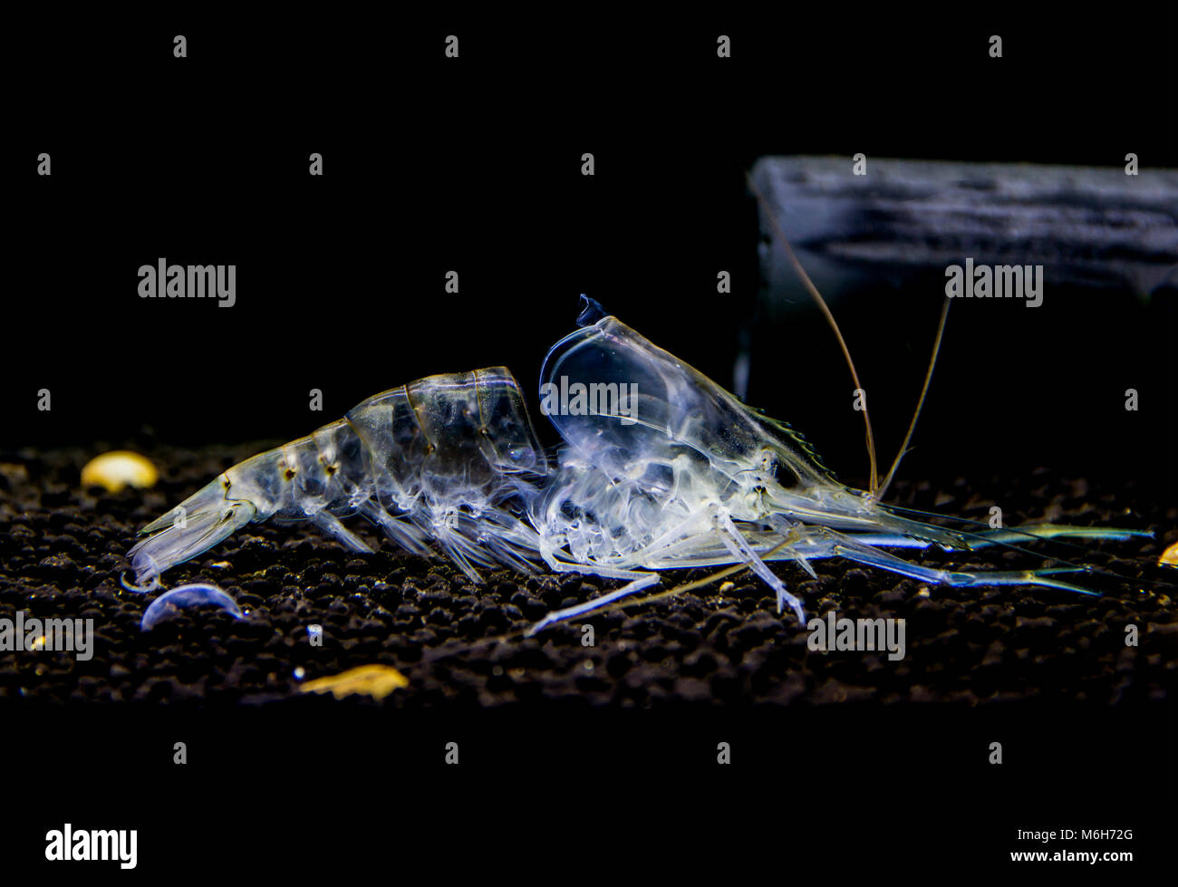 Giant freshwater prawn ( Macrobrachium rosenbergii ) Young shrimp molt.  Animalia Kingdom , Arthropoda Phylum , Malacostraca Class Stock Photo