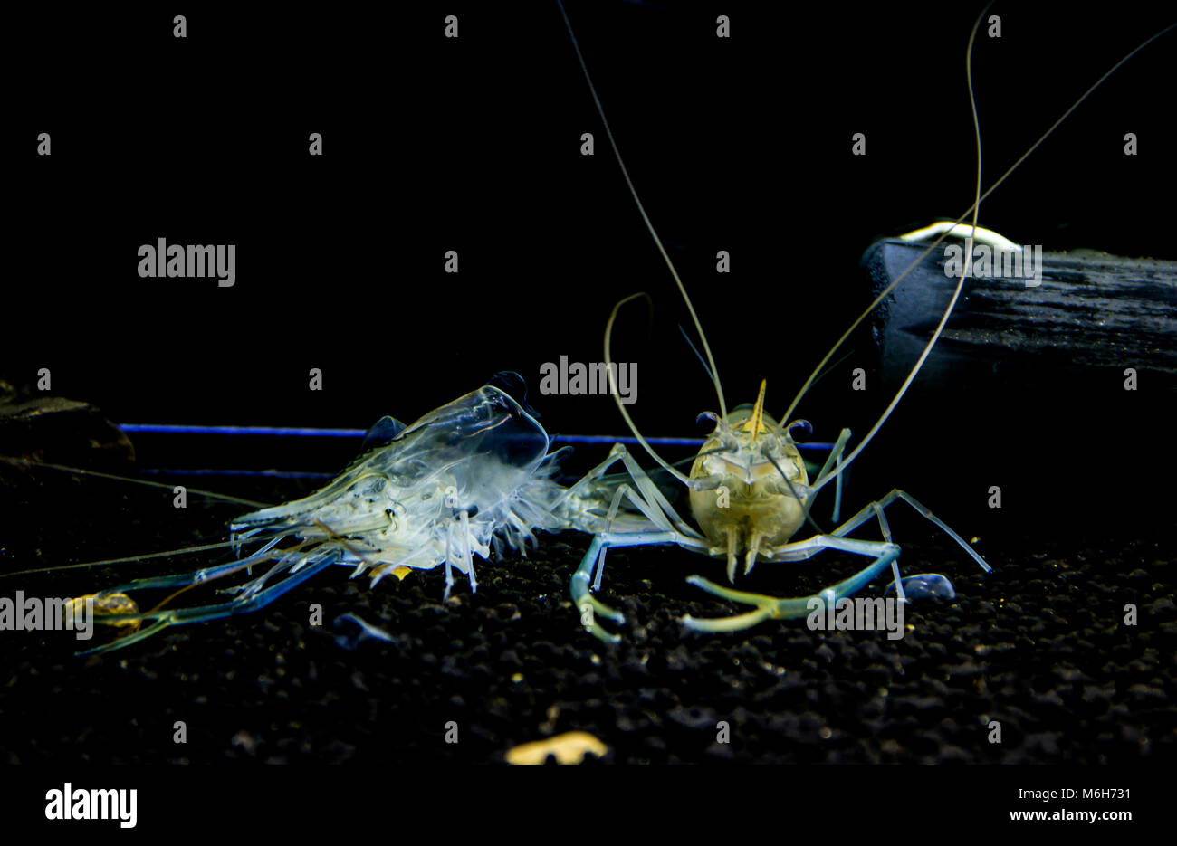 Giant freshwater prawn ( Macrobrachium rosenbergii ) Young shrimp molt. Animalia Kingdom , Arthropoda Phylum , Malacostraca Class Stock Photo