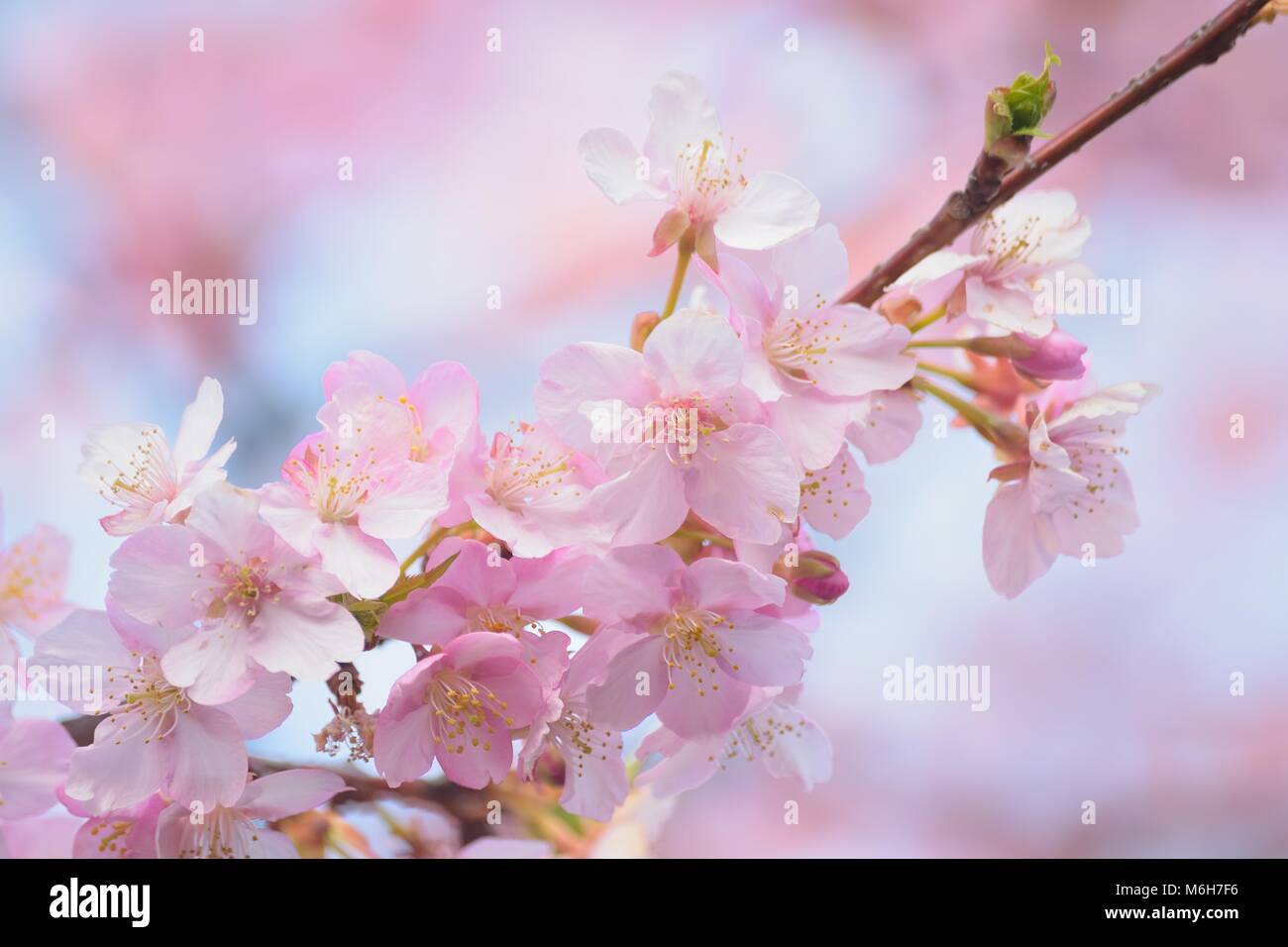 Macro texture of Japanese Pink Cherry Blossoms Stock Photo - Alamy