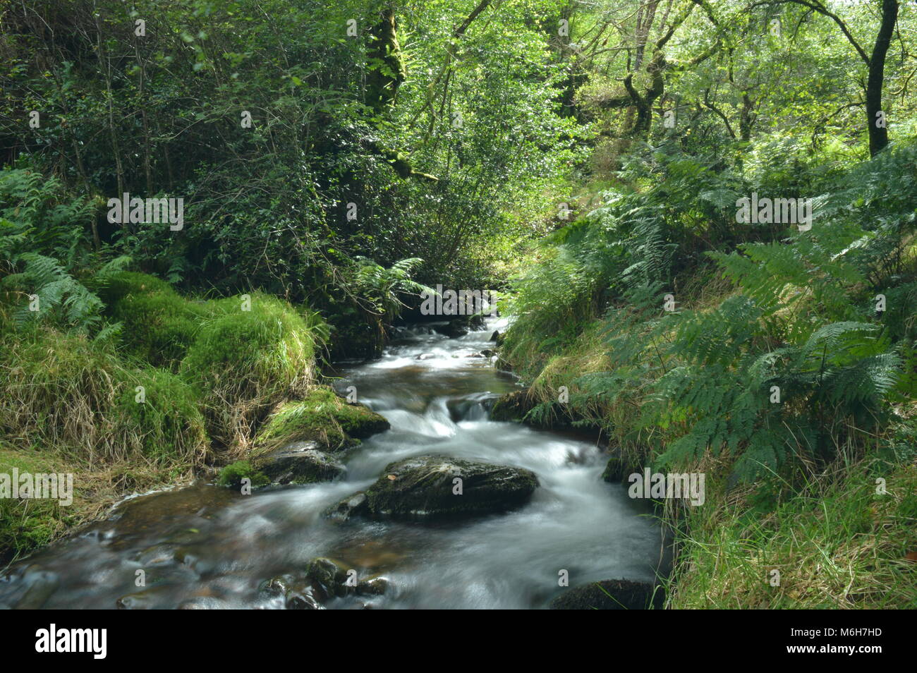 Grass banked river in woodland hi-res stock photography and images - Alamy