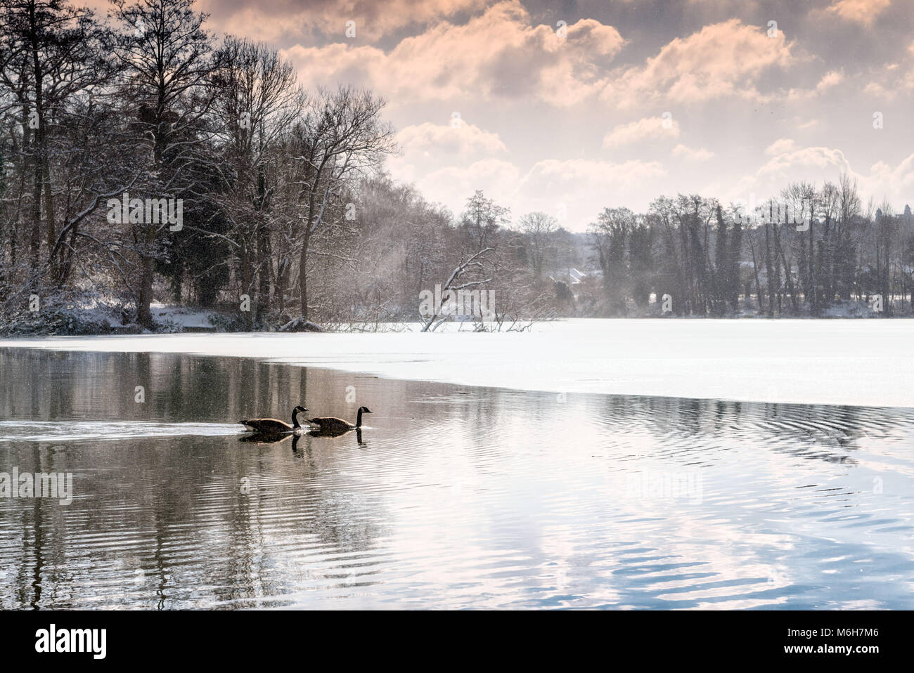 Pair of geese on a frozen woodland lake as it begins to thaw. Sevenoaks, Kent, England Stock Photo