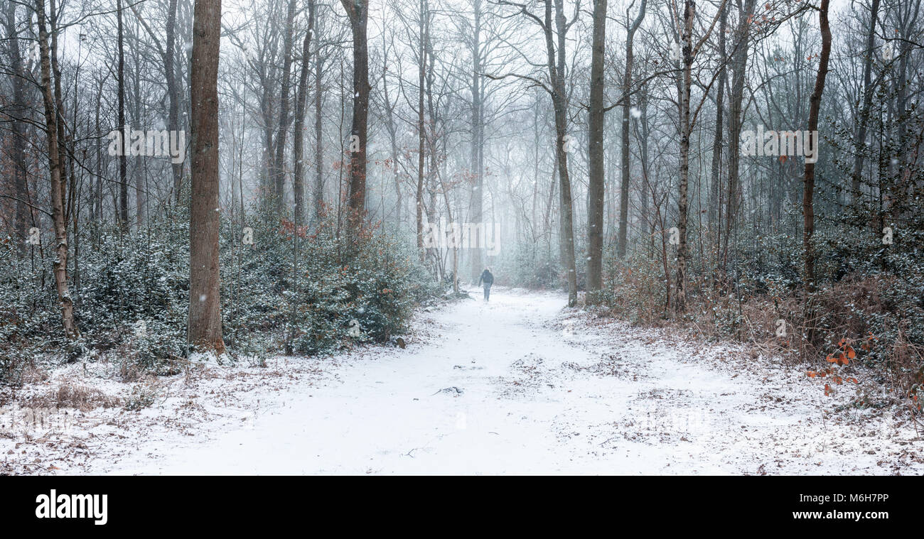 Single hiker in snow covered winter forest Stock Photo