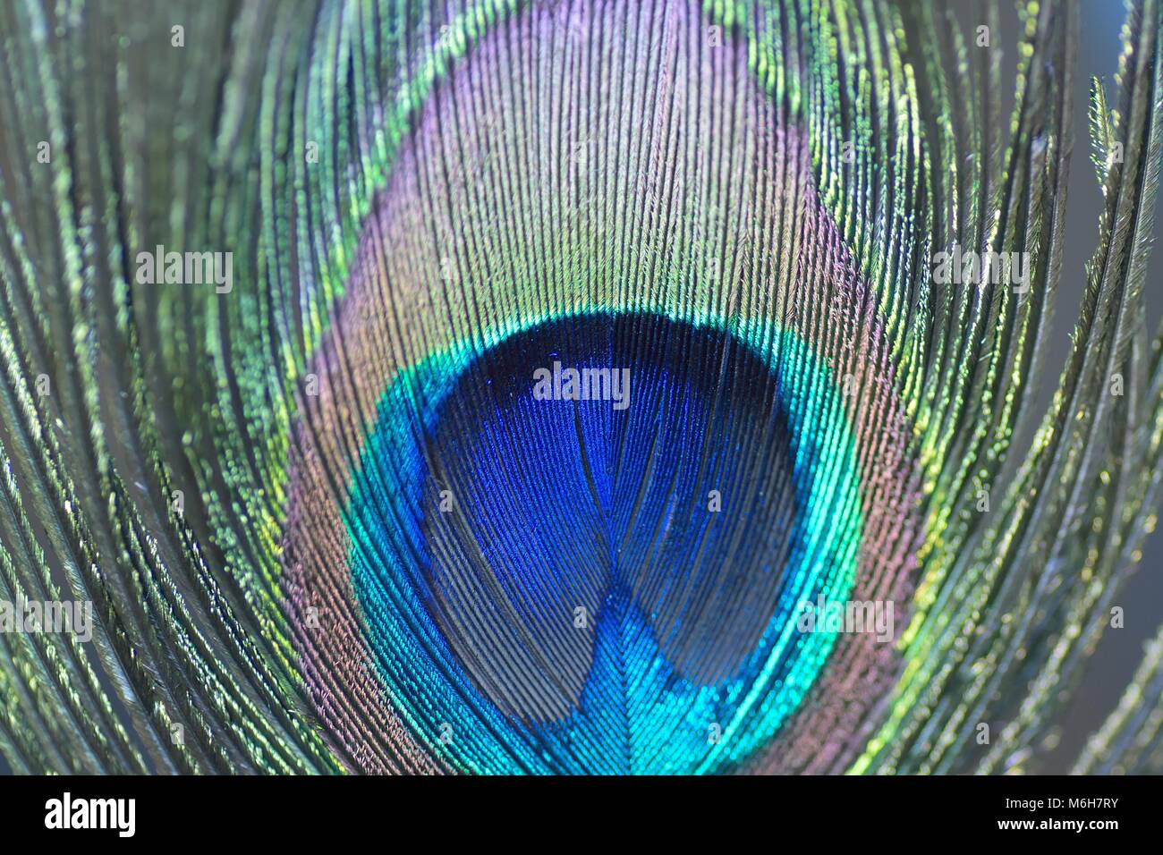 Macro texture of colorful Peacock feather Stock Photo - Alamy