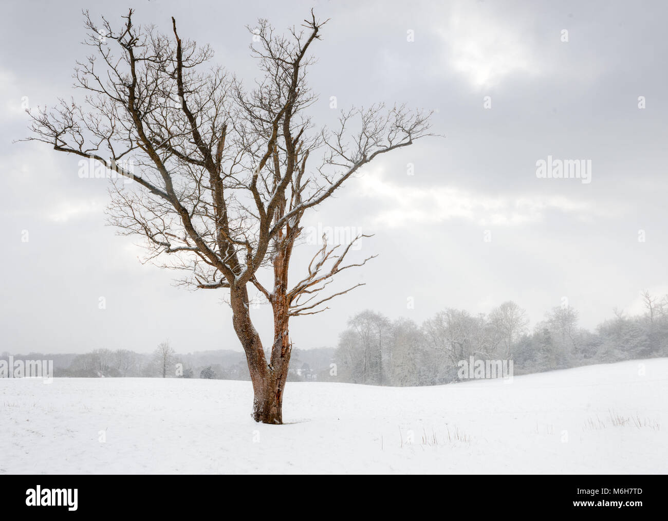 Bare tree in a field during heavy snow Stock Photo