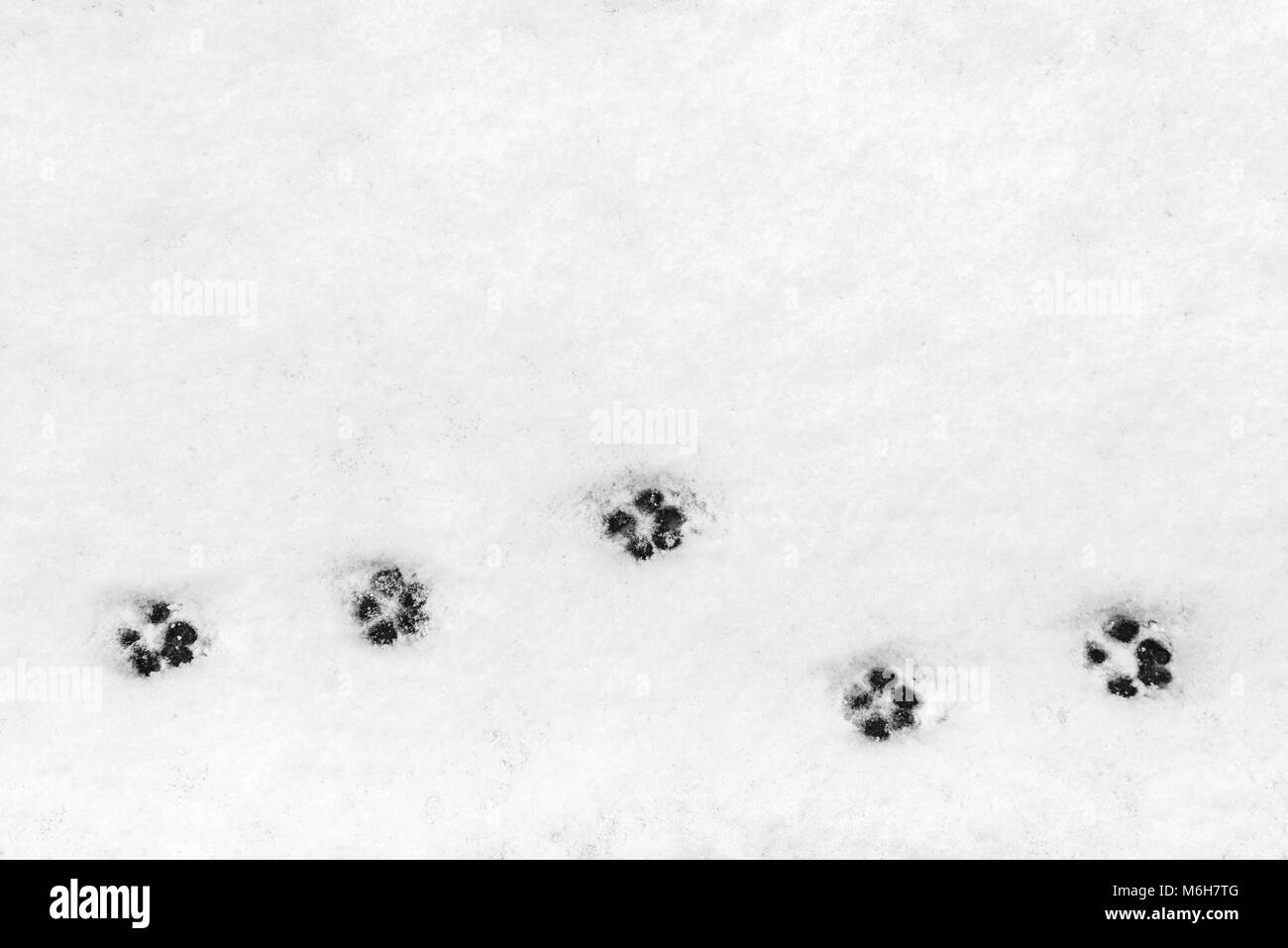 Animal tracks in snow Stock Photo