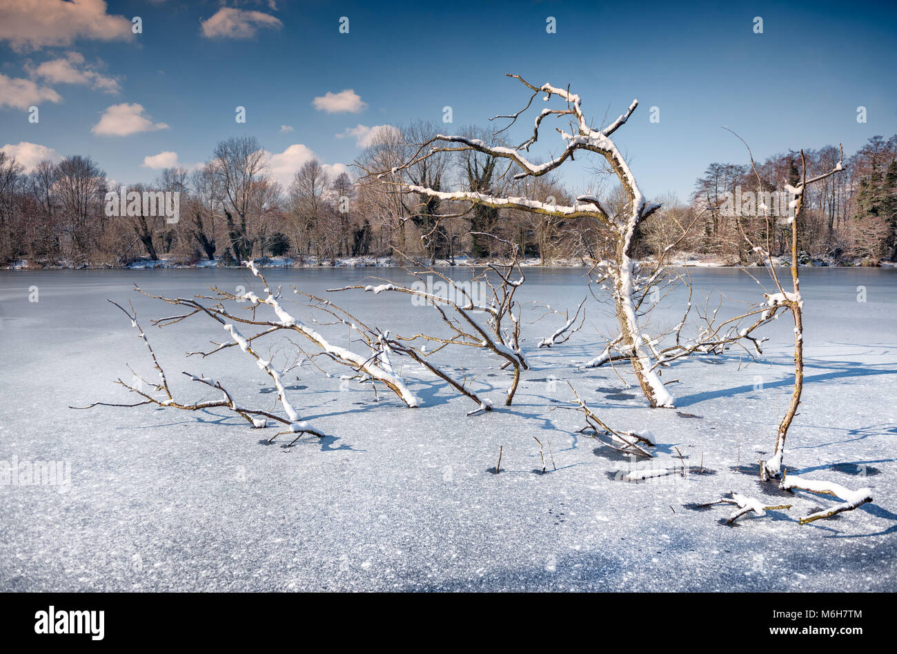 Tree trapped in the ice of a frozen lake. Sevenoaks, Kent, England Stock Photo