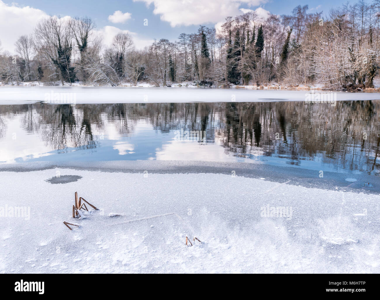 Reflections in a frozen woodland lake as it begins to thaw. Sevenoaks, Kent, England Stock Photo