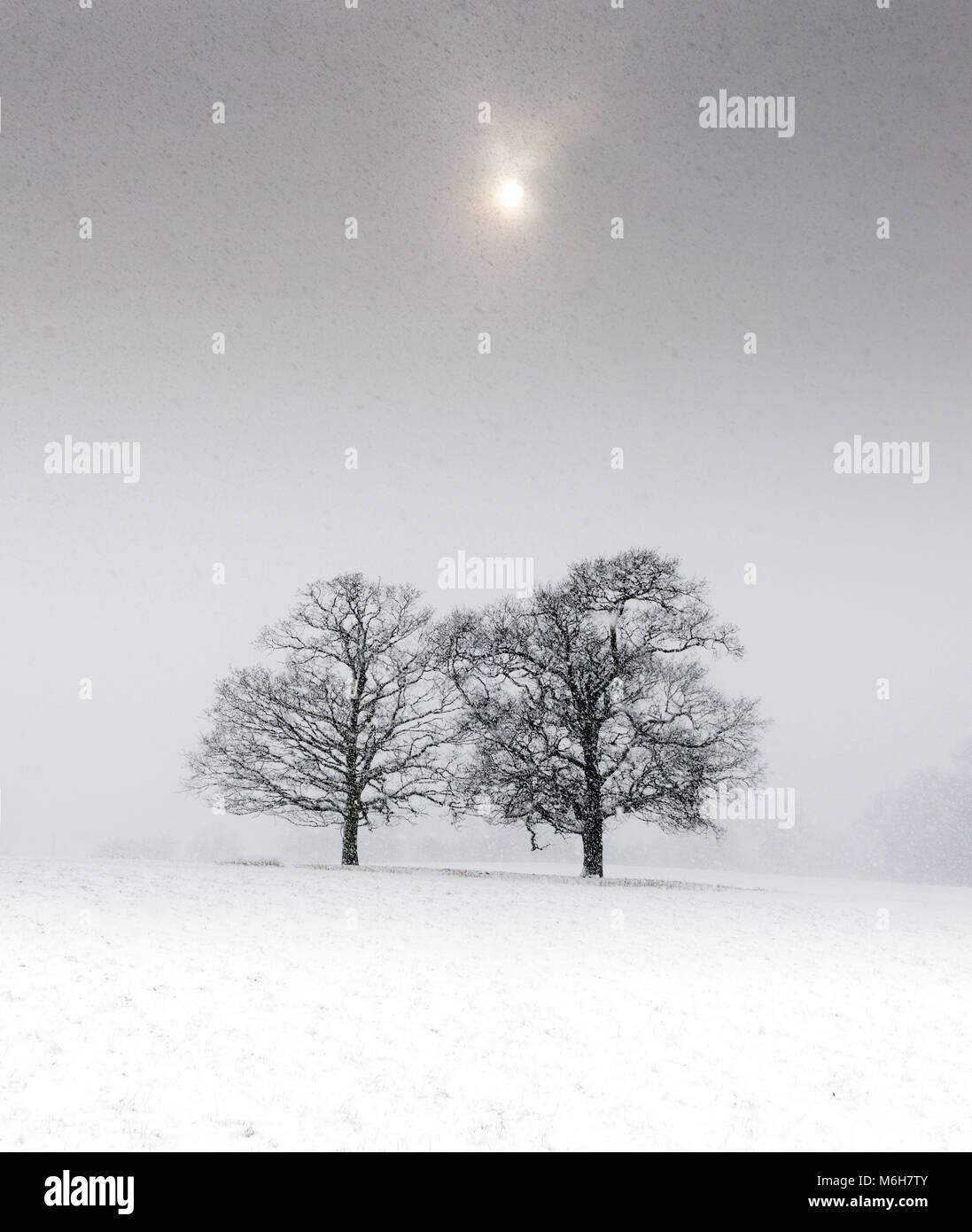 Two trees in a snow covered field under a pale sun Stock Photo