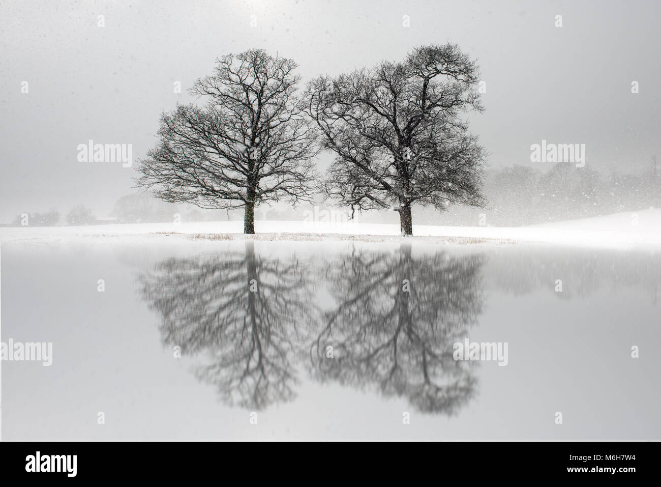 Two trees in a snow covered field with reflections in a lake Stock Photo