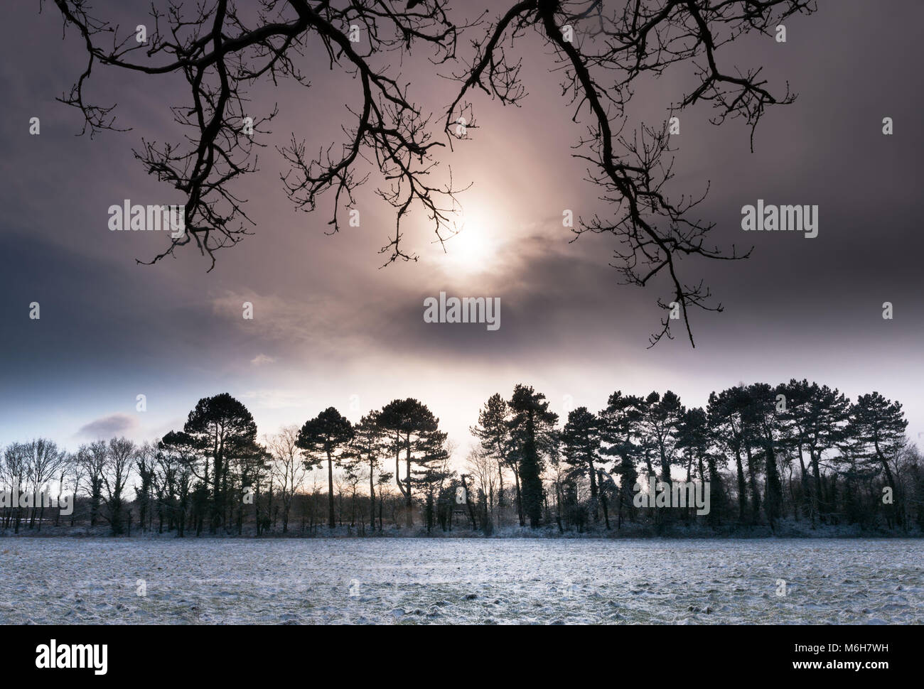 Winter sun setting behind line of snow covered trees Stock Photo