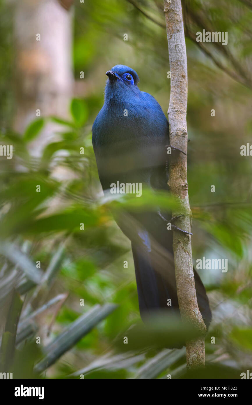 Blue Coua - Coua caerulea, unique beautiful endemic blue bird from Madagascar dry forest - Kirindy. Stock Photo