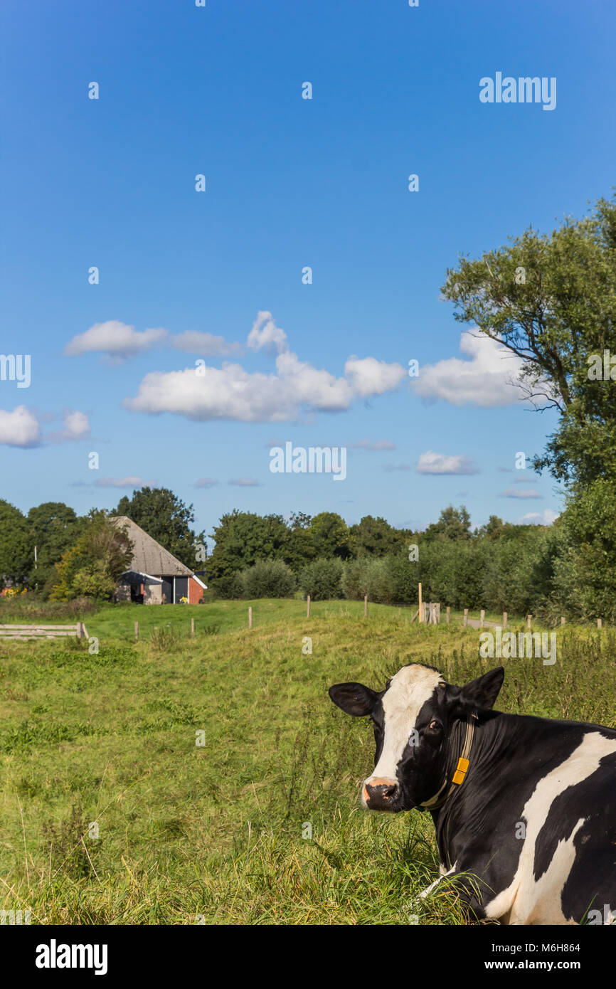Dutch black and white Holstein cow in Groningen, Netherlands Stock ...