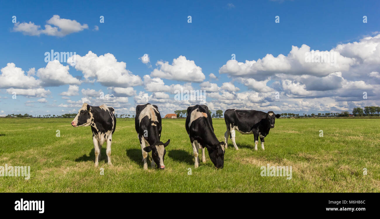Panorama of dutch black and white Holstein cows in Holland Stock Photo ...