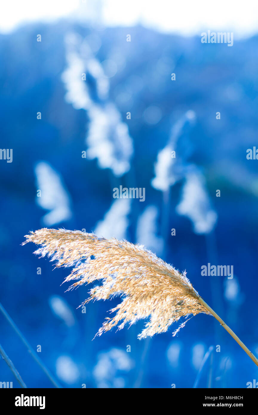 Close up of yellow brome in a blue background Stock Photo