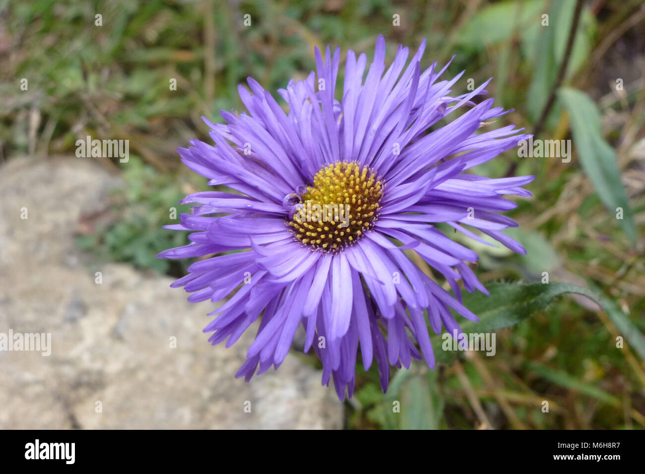 Closeup of a purple aster flower in Namche Bazaar, Everest Base Camp trek, Nepal Stock Photo