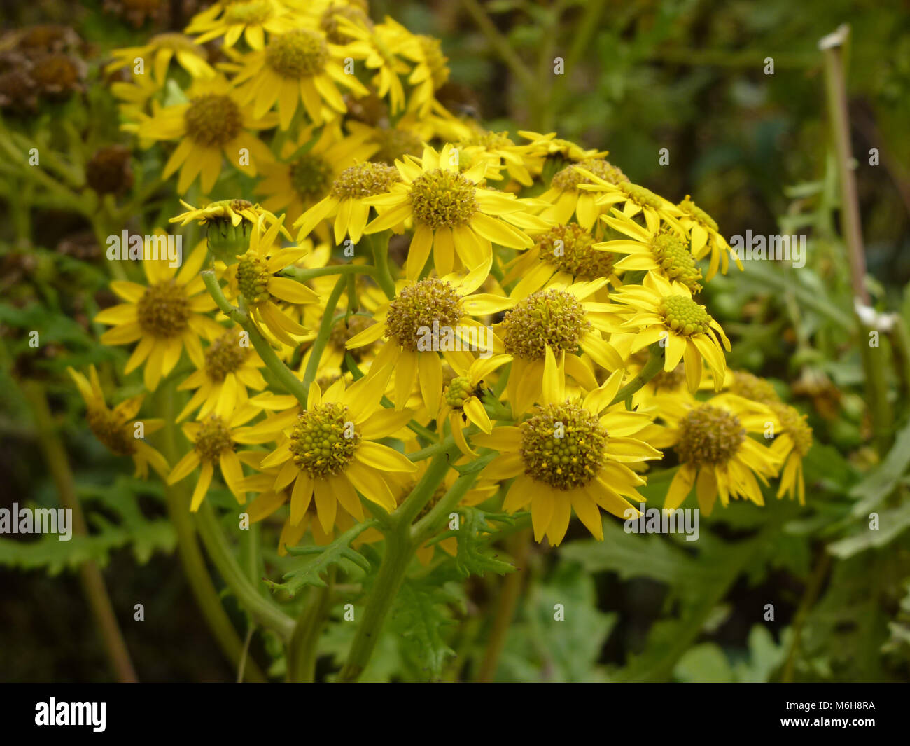 Group o yellow aster flowers in Namche Bazaar, Everest Base Camp trek, Nepal Stock Photo