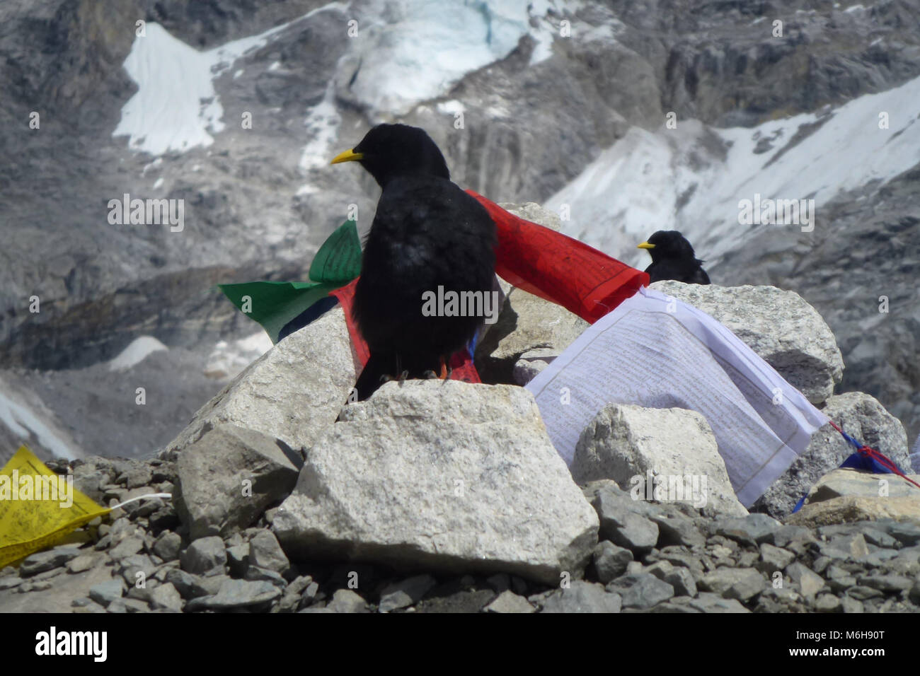 Black crows with prayer flags at the EBC, Everest Base Camp trek, Nepal Stock Photo