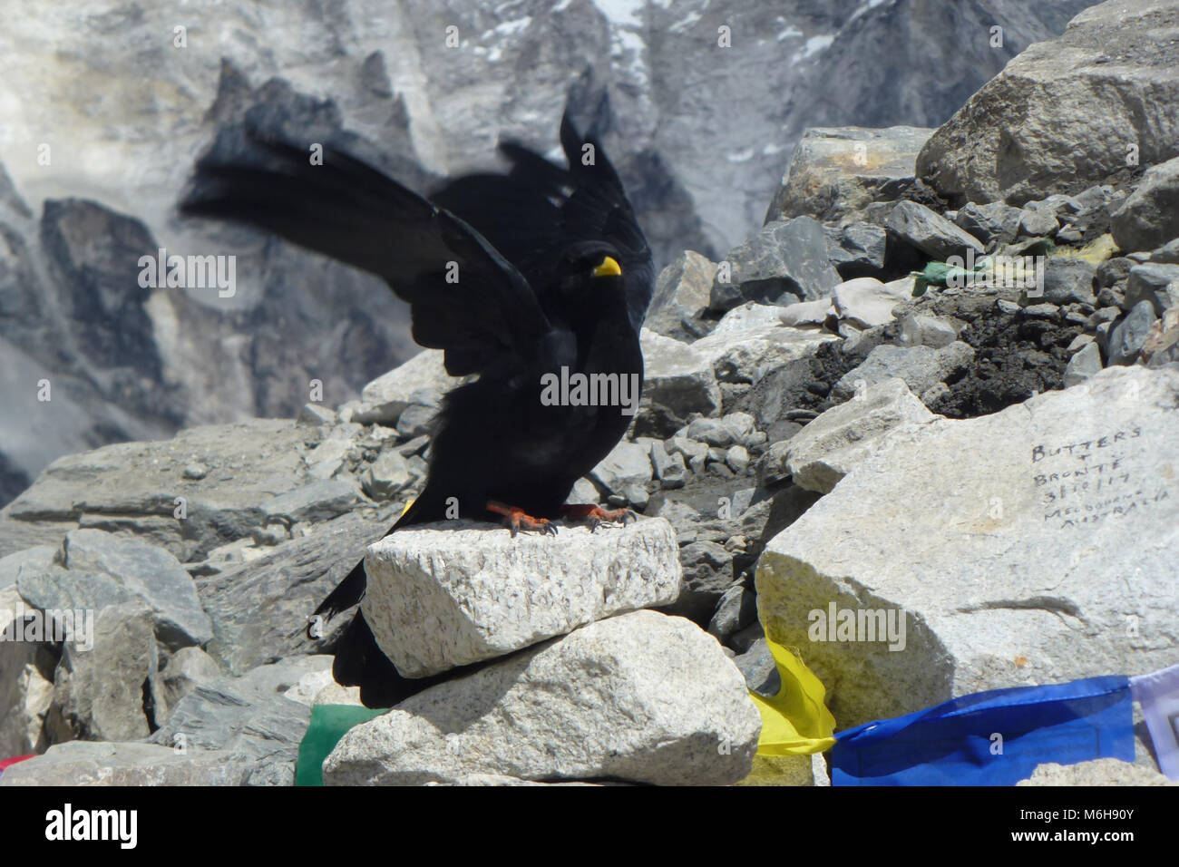 Black crow spreading wings with prayer flags at the EBC, Everest Base Camp trek, Nepal Stock Photo