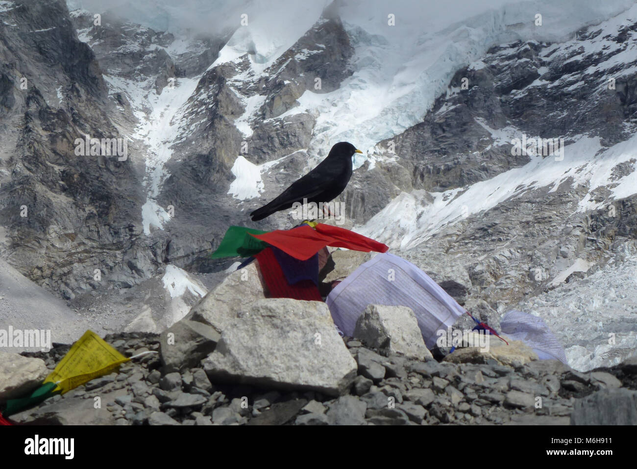 Black crow with prayer flags at the EBC, Everest Base Camp trek, Nepal Stock Photo