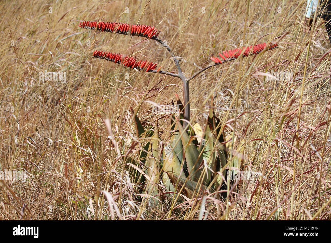 Aloe orthalopha Stock Photo