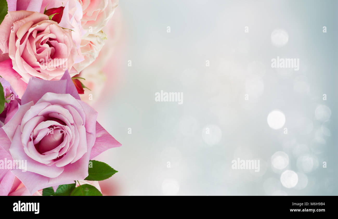Pink blooming roses Stock Photo - Alamy