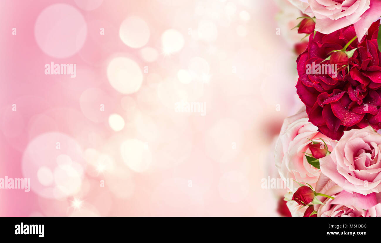 Pink blooming roses Stock Photo - Alamy